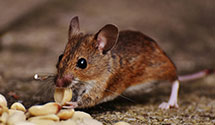 24 Hour & Emergency Exterminators in Woburn, MA